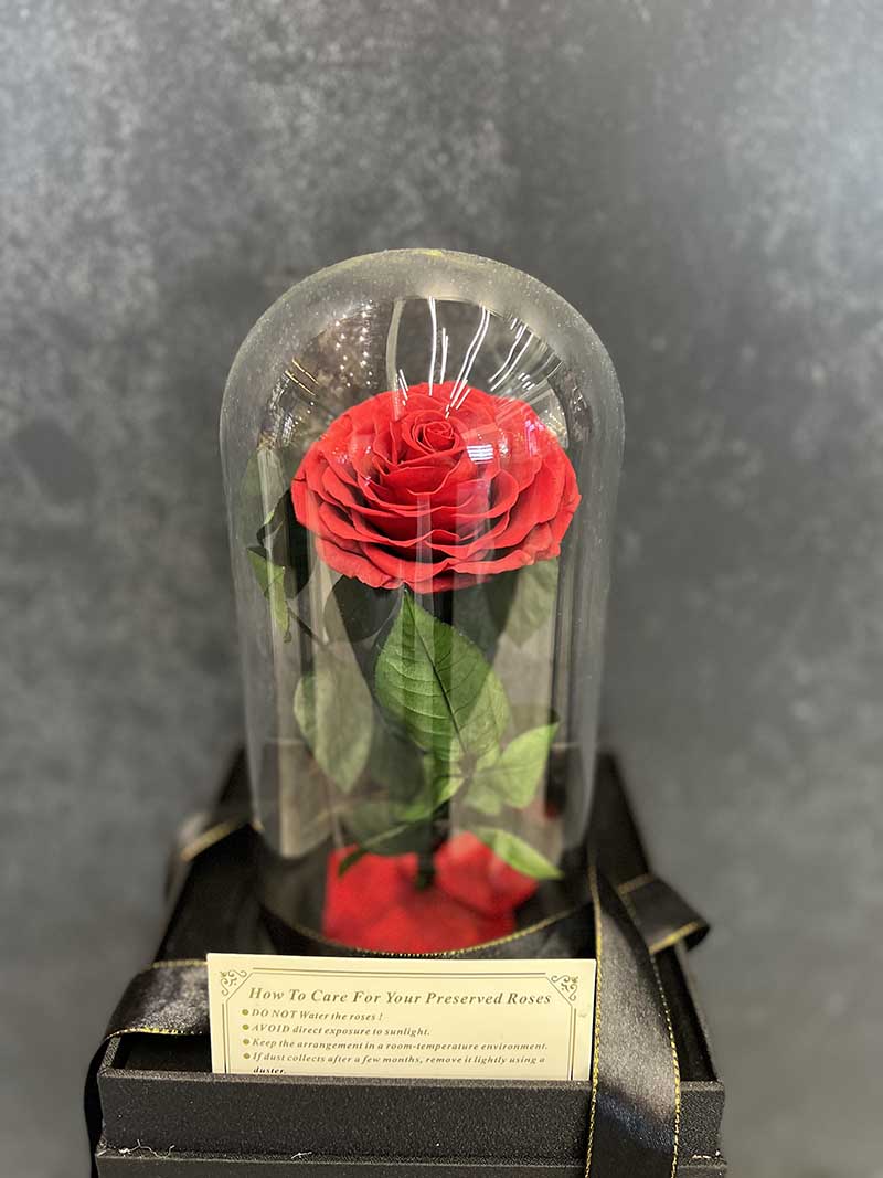 Preserved Red Rose