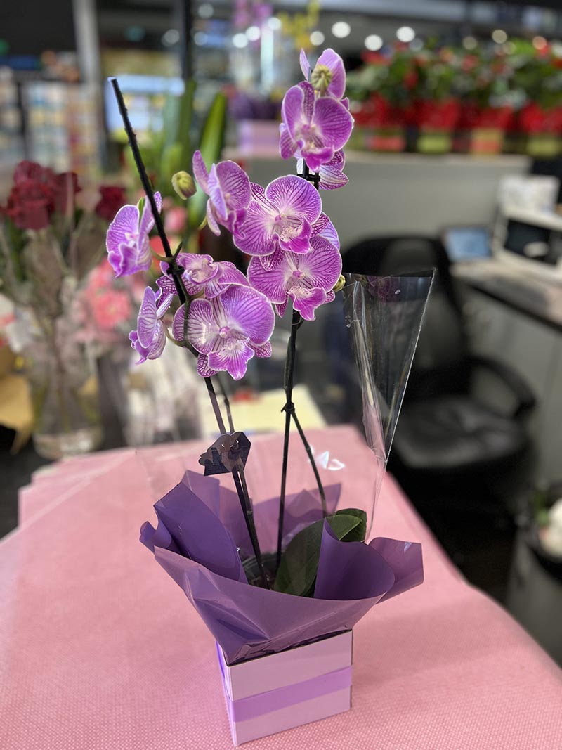 Orchid Purple