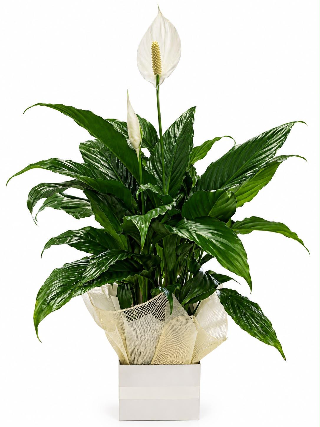Peace Lily Box